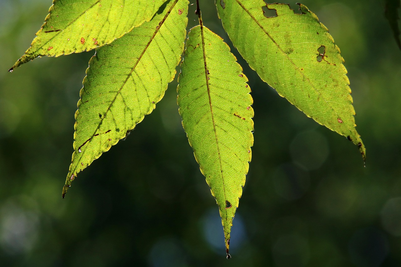 services-03 green, abstract, garden, plant, cleaning, nature, verdure, tree, summer